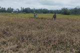 Sekitar 20 hektare sawah di Pariaman terserang hama wereng