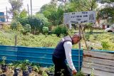 80 Kelompok Wanita Tani di Batam mulai bergerak tanam cabai