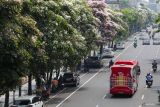 Sejumlah pohon Tabebuya yang tumbuh di pinggir jalan berbunga di Jalan Ahmad Yani, Surabaya, Jawa Timur, Senin (8/9/2025). Pemkot Surabaya telah menanam ribuan pohon Tabebuya berbagai jenis di sejumlah lokasi di Surabaya untuk menambah kesejukan, keteduhan serta memperindah Kota Surabaya. ANTARA Jatim/Didik Suhartono/mas.