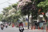 Sejumlah pohon Tabebuya yang tumbuh di pinggir jalan berbunga di Jalan Ahmad Yani, Surabaya, Jawa Timur, Senin (8/9/2025). Pemkot Surabaya telah menanam ribuan pohon Tabebuya berbagai jenis di sejumlah lokasi di Surabaya untuk menambah kesejukan, keteduhan serta memperindah Kota Surabaya. ANTARA Jatim/Didik Suhartono/mas.
