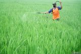 Petani menyemprotkan pestisida ke tanaman padi mereka di lahan pertanian Desa Kiping, Tulungagung, Jawa Timur, Selasa (9/9/2025). Penyemprotan pestisida diintensifkan guna mencegah/mengendalikan meluasnya hama wereng cokelat (Nilaparvata lugens) yang telah melanda 652 hektare lahan padi di 15 kecamatan daerah itu sepanjang Juli-Agustus 2025. Antara Jatim/Destyan Sujarwoko/um