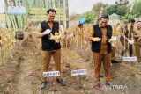 Pemkab Pulang Pisau panen jagung bangkitkan ekonomi masyarakat