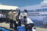 VP urges swift finalization of decree on lobster seed smuggling