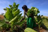 Petani memanen tembakau di Kedungadem, Bojonegoro, Jawa Timur, Jumat (12/9/2025). Sejumlah petani di kawasan itu mengalami penurunan hasil panen tembakau sekitar lima puluh persen dari tahun sebelumnya akibat cuaca yang tidak menentu saat musim tanam sehingga membuat pertumbuhan tanaman terganggu. Antara Jatim/Muhammad Mada/um