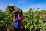 Petani memanen tembakau di Kedungadem, Bojonegoro, Jawa Timur, Jumat (12/9/2025). Sejumlah petani di kawasan itu mengalami penurunan hasil panen tembakau sekitar lima puluh persen dari tahun sebelumnya akibat cuaca yang tidak menentu saat musim tanam sehingga membuat pertumbuhan tanaman terganggu. Antara Jatim/Muhammad Mada/um