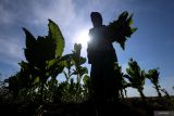 Petani memanen tembakau di Kedungadem, Bojonegoro, Jawa Timur, Jumat (12/9/2025). Sejumlah petani di kawasan itu mengalami penurunan hasil panen tembakau sekitar lima puluh persen dari tahun sebelumnya akibat cuaca yang tidak menentu saat musim tanam sehingga membuat pertumbuhan tanaman terganggu. Antara Jatim/Muhammad Mada/um