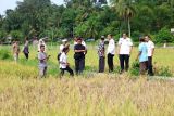 Pariaman jadwalkan penyaluran bantuan bibit padi minimalisir kerugian petani karena wereng