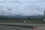 Beras Sulteng surplus 131.881 ton dalam sembilan bulan terakhir