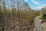 Foto udara pengendara melintasi hutan jati yang mengering di Rejoso, Nganjuk, Jawa Timur, Selasa (16/9/2025). Saat musim kemarau hutan jati seluas 12,6 ribu hektar di kawasan tersebut meranggas sehingga rawan terjadi kebakaran. Antara Jatim/Muhammad Mada/um