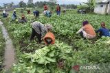 Petani memanen sawi di Kecamatan Samarang, Kabupaten Garut, Jawa Barat, Selasa (16/9/2025). Pemerintah memperkuat sektor pertanian dengan strategi komprehensif meliputi kolaborasi lintas sektor, inovasi teknologi, penguatan hilirisasi untuk swasembada pangan, menyerap tenaga kerja pedesaan, pembangunan ekonomi nasional dan peningkatan kesejahteraan petani untuk mencapai ketahanan pangan nasional. ANTARA FOTO/Adeng Bustomi/agr