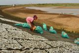 Seorang warga menjemur gaplek di tanggul waduk Dawuhan yang airnya menyusut di Kabupaten Madiun, Jawa Timur, Senin (15/9/2025). Waduk yang memiliki daerah irigasi seluas 2.823 hektare sawah tersebut tinggal menyisakan sedikit air dengan sebagian besar dasar waduk mengering hingga tak bisa mengalir ke saluran irigasi akibat musim kemarau ANTARA Jatim/Siswowidodo/mas.
