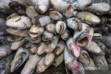 KKP menyiapkan regulasi permudah perizinan berusaha perikanan