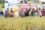 Produksi meningkat Pemkot Padang Panjang panen demplot padi