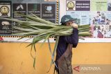 Pekerja membawa limbah daun nanas di rumah produksi Alfiber Serat Daun Nanas Subang di Cijambe, Kabupaten Subang, Jawa Barat, Kamis (18/9/2025). Rumah produksi yang memberdayakan masyarakat sekitar tersebut dalam satu bulan mampu mengolah 3,2 ton limbah daun nanas menjadi 50-60 kilogram serat daun nanas yang kemudian dijadikan benang dan selendang serta berbagai produk eco-fashion seperti topi, tas makrame, dompet dan pernak-pernik lainnya yang telah diekspor ke Singapura, Malaysia, Jepang, Jerman dan Belanda, sekaligus dipasarkan ke berbagai daerah di Indonesia dengan harga mulai dari Rp95 ribu hingga Rp600 ribu. ANTARA FOTO/Abdan Syakura/agr