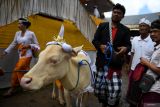 Umat Hindu menggiring sapi putih atau lembu dalam upacara Maligia Punggel di Desa Siangan, Gianyar, Bali, Rabu (17/9/2025). Kegiatan tersebut melibatkan ribuan warga dari 12 desa yang bertujuan untuk mendoakan dan menyucikan 246 arwah leluhur. ANTARA FOTO/Nyoman Budhiana/wsj.