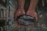 Kelompok budidaya ikan Tunas Makmur sukses domestikasi ikan belida putak, dukung implementasi regulasi baru KKP