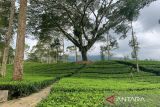 Agrowisata Tambi masuk 60 besar Wonderful Indonesia Award