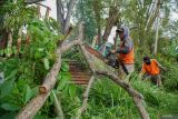 Petugas memotong pohon menjadi bagian kecil usai dipangkas di Lumajang, Jawa Timur, Jumat (19/9/2025). Pemangkasan dilakukan oleh Dinas Lingkungan Hidup (DLH) Kabupaten Lumajang sebagai langkah antisipasi pohon tumbang menyusul peringatan dini Badan Meteorologi, Klimatologi, dan Geofisika (BMKG) terkait potensi cuaca ekstrem disertai angin kencang di wilayah tersebut. ANTARA Jatim/Irfan Sumanjaya/mas.
