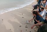 Puluhan anak penyu dilepas di pantai KEK Mandalika Lombok