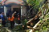 Petugas Badan Penanggulangan Bencana Daerah (BPBD) bersama relawan menyingkirkan pohon yang menimpa rumah milik warga akibat puting beliung di Desa Ngranget, Dagangan, Kabupaten Madiun, Jawa Timur, Senin (22/9/2025). Puting beliung yang terjadi di tiga desa, Ngranget, Segulung, Padas Kecamatan Dagangan, Minggu (21/9) mengakibatkan 53 rumah rusak dan sejumlah pohon roboh. Antara Jatim/Siswowidodo/um
