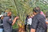BRIN dan BRIDA Prov NTB kolaborasi kembangkan riset kultur jaringan kurma