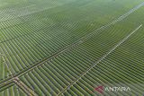 Foto udara petani menyiram tanaman bawang mewah di Kertajati, Majalengka, Jawa Barat, Selasa (23/9/2025). Kementerian Pertanian (Kementan) menyebut pemerintah membutuhkan investasi senilai Rp371,6 triliun untuk mendorong hilirisasi sektor pertanian yang mayoritas diperuntukkan untuk kebutuhan kredit usaha rakyat (KUR) petani. ANTARA FOTO/Dedhez Anggara/agr