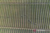 Foto udara petani menyiram tanaman bawang merah di Kertajati, Majalengka, Jawa Barat, Selasa (23/9/2025). Kementerian Pertanian (Kementan) menyebut pemerintah membutuhkan investasi senilai Rp371,6 triliun untuk mendorong hilirisasi sektor pertanian yang mayoritas diperuntukkan untuk kebutuhan kredit usaha rakyat (KUR) petani. ANTARA FOTO/Dedhez Anggara/agr
