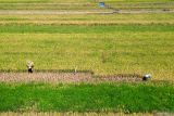 Foto udara petani memanen padi di areal persawahan Kawasan Sukodono, Sidoarjo, Jawa Timur, Selasa (23/9/2025). Data Badan Pusat Statistik (BPS) memproyeksikan produksi padi Indonesia dari Januari hingga Oktober 2025 mencapai 53,87 juta ton Gabah Kering Giling (GKG), meningkat 12,17 persen dibandingkan periode yang sama tahun 2024, menunjukkan tren positif pada sektor pertanian dan menjaga ketersediaan pangan nasional. Antara Jatim/Umarul Faruq
