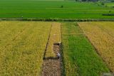 Foto udara petani memanen padi di areal persawahan Kawasan Sukodono, Sidoarjo, Jawa Timur, Selasa (23/9/2025). Data Badan Pusat Statistik (BPS) memproyeksikan produksi padi Indonesia dari Januari hingga Oktober 2025 mencapai 53,87 juta ton Gabah Kering Giling (GKG), meningkat 12,17 persen dibandingkan periode yang sama tahun 2024, menunjukkan tren positif pada sektor pertanian dan menjaga ketersediaan pangan nasional. Antara Jatim/Umarul Faruq