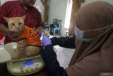 Dokter hewan menimbang seekor kucing sebelum disuntik vaksin rabies di Puskeswan, Sidoarjo, Jawa Timur, Rabu (24/9/2025). Vaksinasi rabies gratis tersebut digelar dalam rangka memperingati Hari Rabies Sedunia untuk melindungi masyarakat sekaligus memberikan kekebalan pada hewan penular rabies (HPR) dengan kuota 200 ekor. Antara Jatim/Umarul Faruq