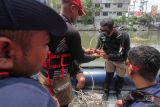 Dua anggota Tim Rescue dari Dinas Pemadam Kebakaran dan Penyelamatan (DPKP) Kota Surabaya bersiap untuk menyelam mencari korban tenggelam saat latihan di Sungai Kalimas, Surabaya, Jawa Timur, Rabu (24/9/2025). Latihan tersebut untuk meningkatkan dan memantapkan keahlian personel rescue dalam melakukan pencarian korban tenggelam di sungai, danau ataupun bozem terutama di perairan yang keruh. ANTARA Jatim/Didik Suhartono/mas.