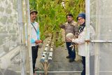 Unsoed dukung  pengembangan budi daya melon hidroponik berbasis IoT