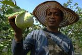 Petani memanen buah jambu kristal di sentra budi daya jambu kristal di Tulungagung, Jawa Timur, Kamis (25/9/2025). Budi daya jambu tanpa biji varietas kristal diminati petani karena perawatannya mudah, harga jual bagus (Rp15 ribu/kg) serta intensitas/durasi panen seminggu sekali  ANTARA Jatim/Destyan Sujarwoko/mas.