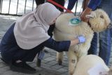 Dokter hewan mengukur panjang badan domba jenis marino saat penjurian tahap pertama Kontes Kambing dan Domba di Batu, Jawa Timur, Kamis (25/9/2025). Kontes tersebut mempertandingkan sejumlah kelas yakni anakan dan ekstrim serta diadakan sebagai upaya meningkatkan kualitas ternak sekaligus mendorong minat peternak dalam pengembangan hewan ternak unggulan di Jawa Timur. ANTARA Jatim/Ari Bowo Sucipto/mas.