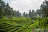 Lansekap perkebunan teh PTPN VIII di Sukawana, Kabupaten Bandung Barat, Jawa Barat, Kamis (25/9/2025). Kementerian Pertanian menargetkan luas kebun teh di Indonesia pada tahun 2045 mencapai 123.000 hektar sesuai dengan roadmap teh 2020 hingga 2045. ANTARA FOTO/Raisan Al Farisi/agr
