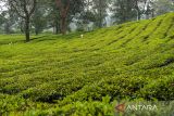 Wisatawan berjalan di perkebunan teh PTPN VIII di Sukawana, Kabupaten Bandung Barat, Jawa Barat, Kamis (25/9/2025). Kementerian Pertanian menargetkan luas kebun teh di Indonesia pada tahun 2045 mencapai 123.000 hektar sesuai dengan roadmap teh 2020 hingga 2045. ANTARA FOTO/Raisan Al Farisi/agr