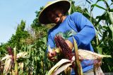 Pembudidaya memperlihatkan tongkol jagung ungu berumur 70 hari yang rencananya dipanen 20 hari lagi di lahan uji coba kawasan Taman Edukasi dan Wisata Ngrowo Bening Kota Madiun, Jawa Timur, Kamis (25/9/2025). Pemkot Madiun melakukan uji coba budi daya komoditas jagung ungu yang memiliki keunggulan nilai ekonomi tinggi juga baik untuk kesehatan di lahan seluas 700 meter persegi dan rencananya akan dikembangkan di lahan tidur yang ada di daerah itu. ANTARA Jatim/Siswowidodo/mas.