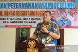 Pemkot Pariaman sebut peluang pertenakan ayam petelur pasca bergulirnya MBG