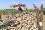 Seorang pekerja menata tebu ke dalam bak truk saat panen di area perkebunan Kelurahan Burengan, Kota Kediri, Jawa Timur, Jumat (26/9/2025). Pemerintah melakukan program peningkatan produktivitas lahan tebu melalui pengadaan bibit senilai Rp9,95 triliun dan peremajaan tanaman tebu sebesar Rp1,6 triliun yang diklaim dapat menyerap 1,6 juta tenaga kerja. ANTARA Jatim/Prasetia Fauzani/mas.