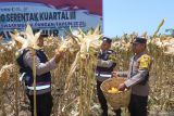 Anggota Polisi memanen jagung pada acara Panen Raya Jagung Serentak Kuartal III di Sobo, Banyuwangi, Jawa Timur, Sabtu (27/9/2025). Tanaman jagung dilahan seluas 1,048 hektar yang merupakan Program ketahanan pangan pemerintah didukung Polri itu pada kuartal III telah dipanen 433 hektar dengan hasil sekitar 1.445,46 ton yang diserap Bulog, pengepul dan pengusaha. ANTARA Jatim/Budi Candra Setya/mas.