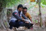 Dokter hewan menyuntikkan vaksin rabies kepada anjing  di wilayah terluar Pulau Breuh, kecamatan Pulau  Aceh, kabupaten Aceh Besar, Aceh, Sabtu  (27/9/2025). Indonesian Cat Association (ICA) Aceh, Cat Lover  Banda Aceh (CLBA) dan Pemerintah Aceh Besar meluncurkan program vaksinasi gratis di Pulau Aceh dalam rangka memperingati Hari Rabies Sedunia dengan menyasar kucing liar, anjing dan  pemeriksaan kesehatan hewan serta memberikan edukasi kepada masyarakat dalam pencegahan rabies. ANTARA FOTO/Ampelsa.