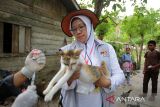 Dokter hewan menyuntikkan vaksin rabies kepada kucing saat mendatangi rumah penduduk di wilayah terluar Pulau Breuh, kecamatan Pulau  Aceh, kabupaten Aceh Besar, Aceh, Sabtu  (27/9/2025). Indonesian Cat Association (ICA) Aceh, Cat Lover  Banda Aceh (CLBA) dan Pemerintah Aceh Besar meluncurkan program vaksinasi gratis di Pulau Aceh dalam rangka memperingati Hari Rabies Sedunia dengan menyasar kucing liar, anjing dan  pemeriksaan kesehatan hewan serta memberikan edukasi kepada masyarakat dalam pencegahan rabies. ANTARA FOTO/Ampelsa.