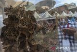 Peserta menunjukkan sarang lebah yang menghasilkan madu hutan saat Pekan Daerah Kontak Tani Nelayan Andalan (Peda KTNA) VII Provinsi Banten di Alun-alun Kota Cilegon, Banten, Sabtu (27/9/2025). Dinas Pertanian Provinsi Banten dan KTNA Provinsi Banten menggelar acara tersebut dengan menghadirkan beragam kegiatan seperti pameran pertanian komoditas unggulan dan gelar teknologi pertanian yang bertujuan untuk memperkuat kelembagaan petani dan nelayan, meningkatkan kapasitas, serta memperluas jejaring antar-pelaku sektor pertanian dan kelautan. ANTARA FOTO/Angga Budhiyanto/gp