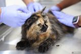 Dokter hewan menyuntikkan vaksin rabies pada seekor kucing milik warga di Pusat Kesehatan Hewan (Puskeswan) Kota Surabaya, Surabaya, Jawa Timur, Senin (29/7/2025). Pemkot Surabaya melalui Pusat Kesehatan Hewan (Puskeswan) Kota Surabaya membuka program vaksin rabies gratis untuk hewan peliharaan anjing, kucing dan kera milik warga dengan menyediakan 75 dosis vaksin rabies mulai 29 September sampai 4 Oktober 2025 sebagai upaya memberikan kekebalan kepada hewan yang divaksin rabies sekaligus melindungi masyarakat khususnya pemiliknya dari penularan penyakit rabies. ANTARA Jatim/Didik Suhartono/mas.