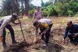 Bulog Natuna pastikan serap jagung pipil kering hasil panen petani di perbatasan