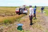 DPKP Kotim jelaskan realisasi cetak sawah tidak capai target