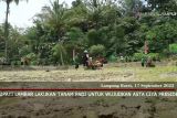 Bupati Lambar lakukan tanam padi untuk wujudkan Asta Cita Presiden