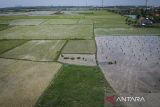 Foto udara petani membawa bibit padi untuk ditanam di lahan persawahan Pakuhaji, Kabupaten Tangerang, Banten, Rabu (1/10/2025). Presiden Prabowo Subianto menyatakan program cetak sawah telah berhasil mencapai 280.000 hektare dan akan terus diperluas hingga 480.000 hektare guna menyejahterakan ekonomi petani serta meningkatkan produksi beras Indonesia. ANTARA FOTO/Putra M. Akbar/gp