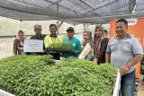 CPM dorong petani lingkar tambang kembangkan cabai melalui program CSR