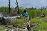 DLH Palangka Raya intensifkan penyiraman lahan rawan karhutla